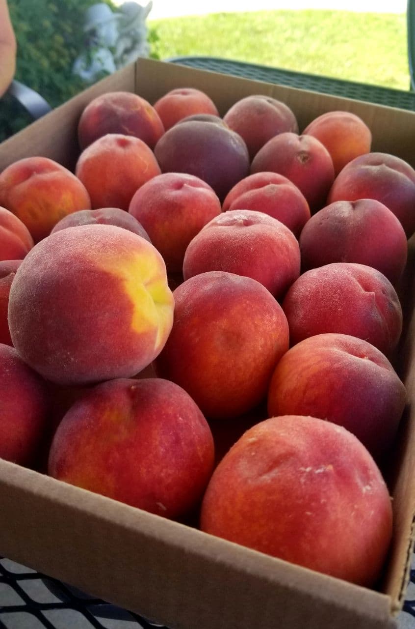 Fresh Palisade peaches